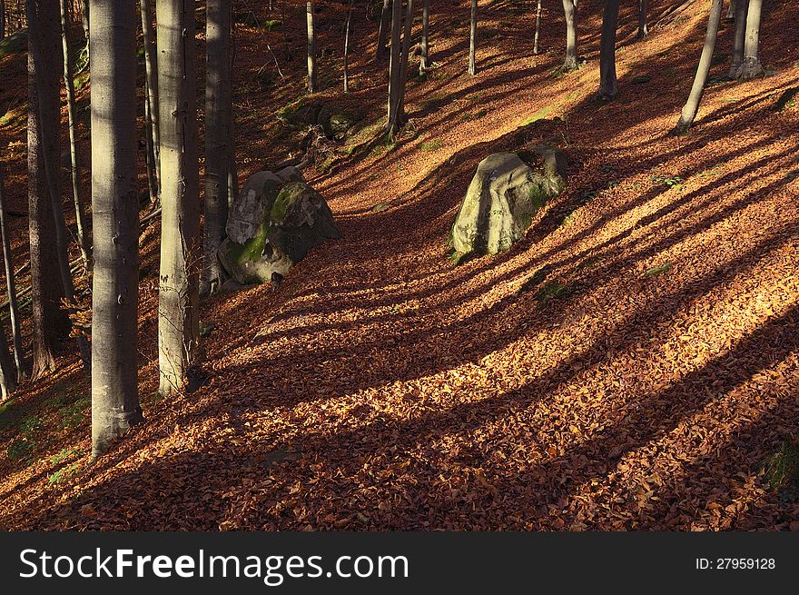 Shadows of the trees in the autumn forest