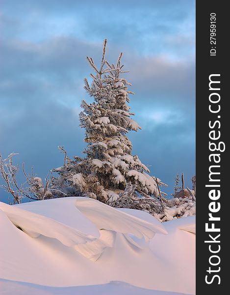 Tree and snowdrift