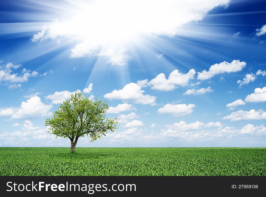 Lonely tree in field and blue sky with clouds. Lonely tree in field and blue sky with clouds