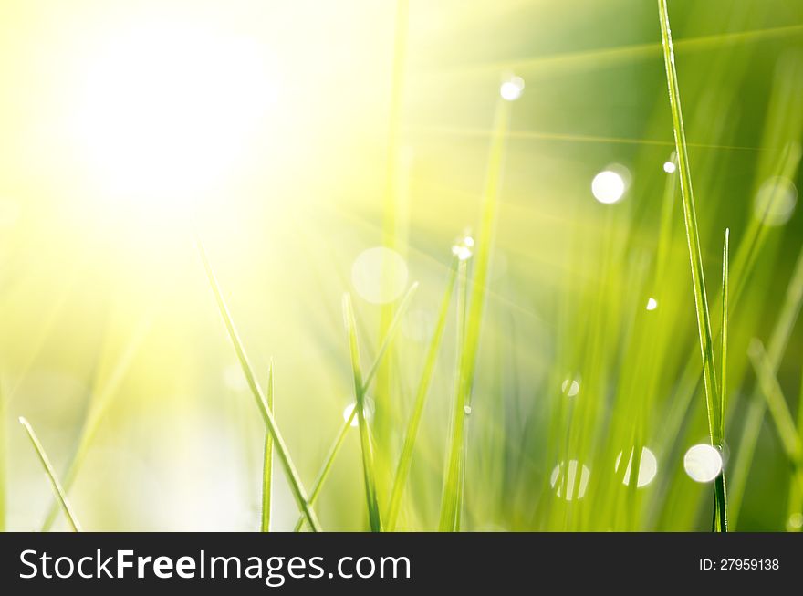 The background for the design of the grass and the dew drops. The background for the design of the grass and the dew drops