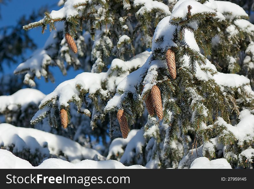 Tree branches with cones under the snow in winter. Tree branches with cones under the snow in winter