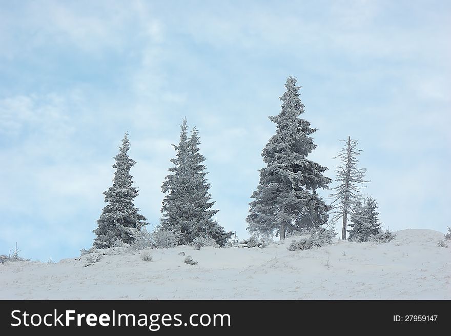 Snow-covered trees