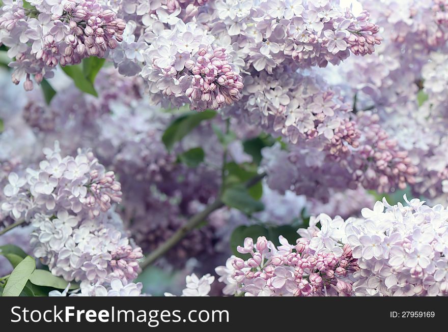 Spring Flowers Of Lilac