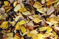 Autumn Or Fall Leaves Royalty Free Stock Photo