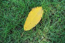 Yellow Autumn Leaf On Green Grass Royalty Free Stock Images Yellow Autumn Leaf On Green Grass Royalty Free Stock Images