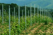 Vineyard Royalty Free Stock Photo Vineyard Royalty Free Stock Photo