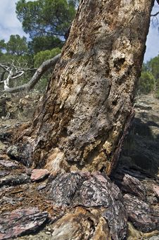 Pine Destroyed By Bark Beetles. Stock Image