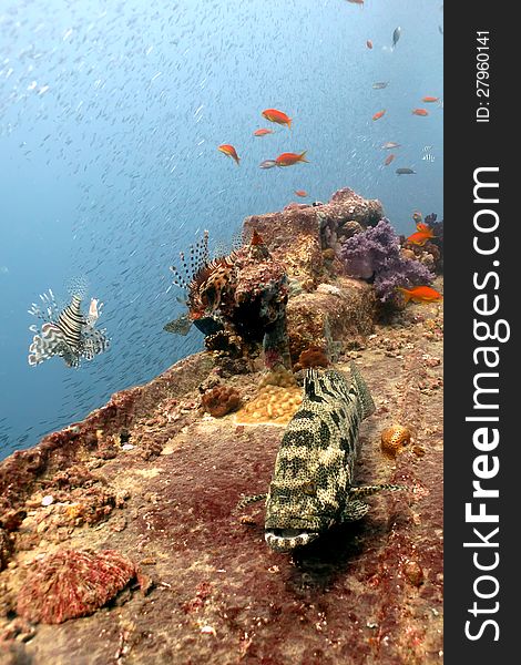 Potato Grouper On Thistlegorm Wreck.