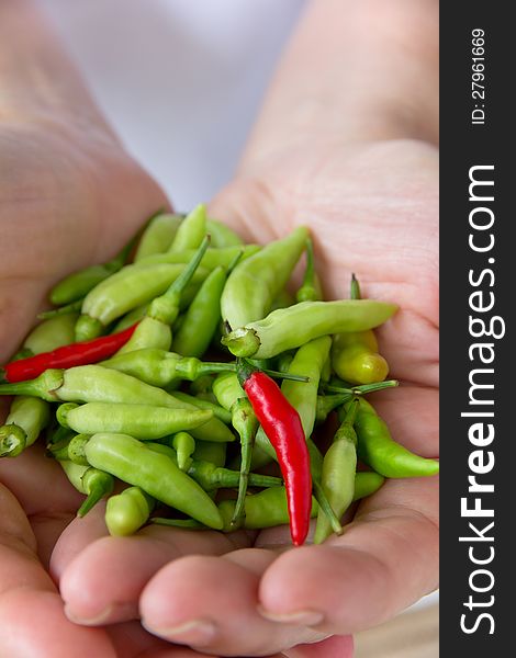 Close up of hand holding Chili pepper