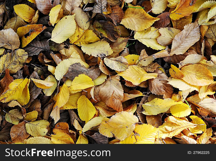 Abstract background of dried brown and golden yellow autumn or fall leaves marking the changing of the seasons