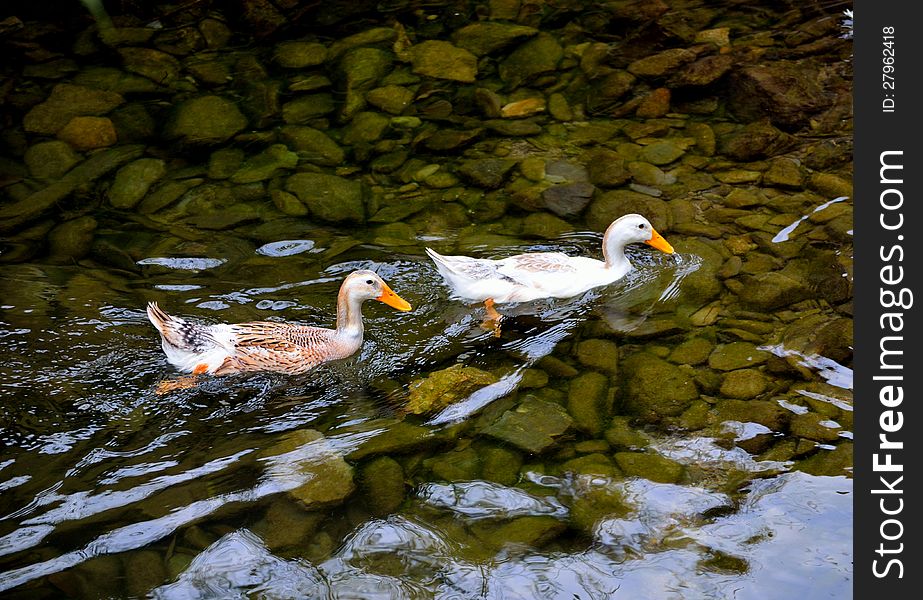 There are two ducks on the river. It used to be a crystal stream.whose bottom is pebbly with stars. There are two ducks on the river. It used to be a crystal stream.whose bottom is pebbly with stars.