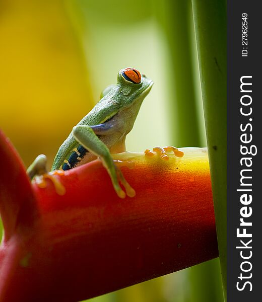 The famous red eyed tree frog (Agalychnis Callidryas) in Costa Rica