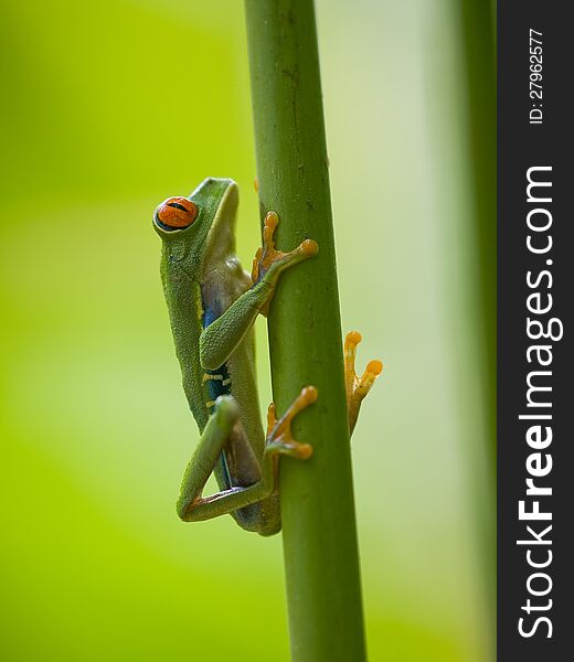 The famous red eyed tree frog (Agalychnis Callidryas) in Costa Rica