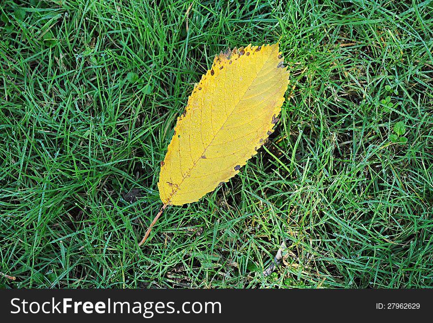 Seasonal background with a yellow autumn leaf symbolising death and the changing seasons on fresh young green grass, a study in opposites. Seasonal background with a yellow autumn leaf symbolising death and the changing seasons on fresh young green grass, a study in opposites