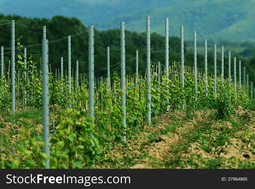 Photo of a vineyard in Romania