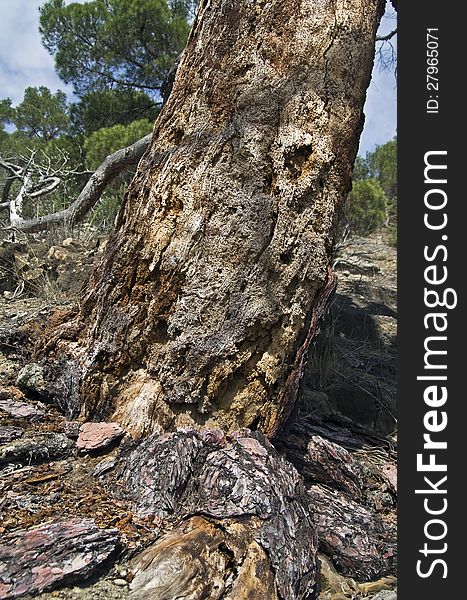 Trunk of a pine, destroyed by bark beetles. Trunk of a pine, destroyed by bark beetles.