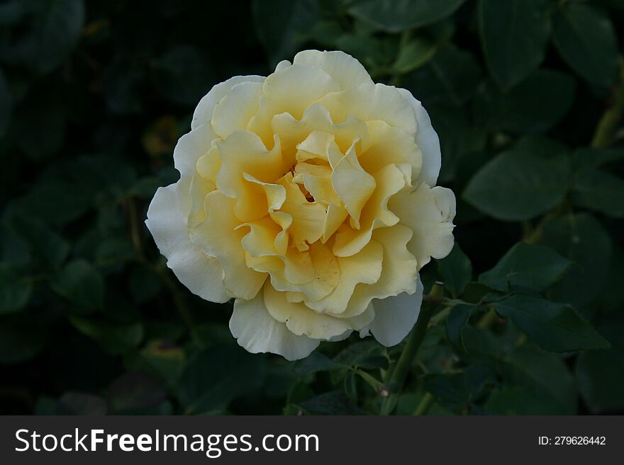 Yellow flower in Copenhagen. Denmark.