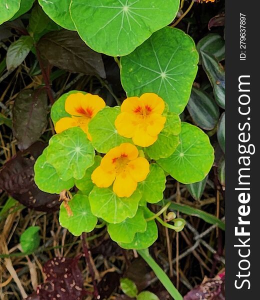 Nasturium Flower Plant