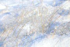 Grass With Ice Royalty Free Stock Images
