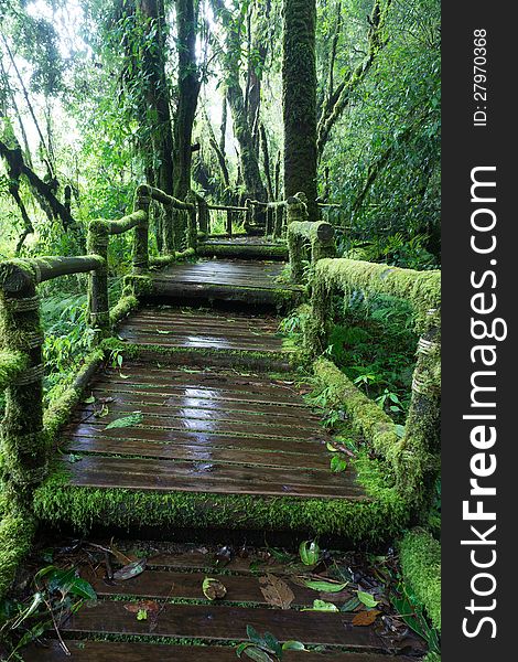 Green wooden walkway in rain forest