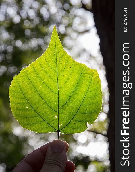 A perfect leaf in the sunshine. A perfect leaf in the sunshine.