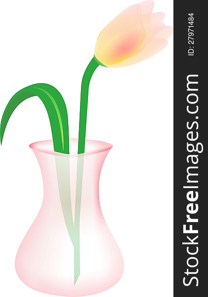 Tulip in pink transparent vase isolated on white. Tulip in pink transparent vase isolated on white