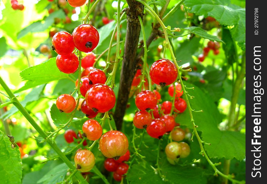 Berries Of Redcurrant