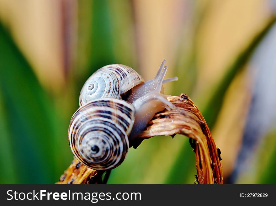 Close up of garden snail on aloe vera