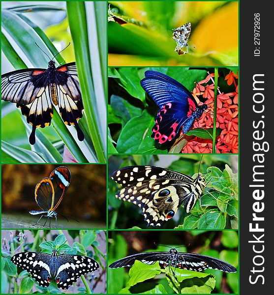 Collage of macro image of beautiful butterflies. Collage of macro image of beautiful butterflies