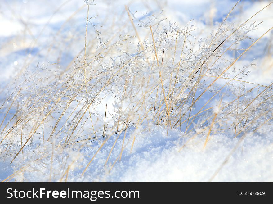 Delicate sprigs of grass with ice crystals shimmering in the sun. Winter background.