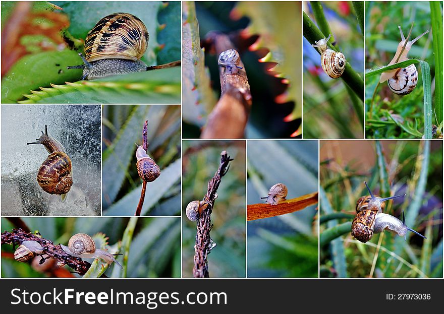 Collage of garden snails on plants