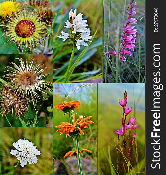 Collage of wild flowers in the Drakensberg Mountains