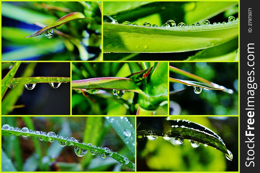 Close up of raindrops on green leaf. Close up of raindrops on green leaf