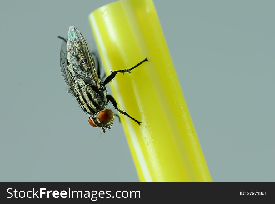 A house fly on a yellow straw. A house fly on a yellow straw.
