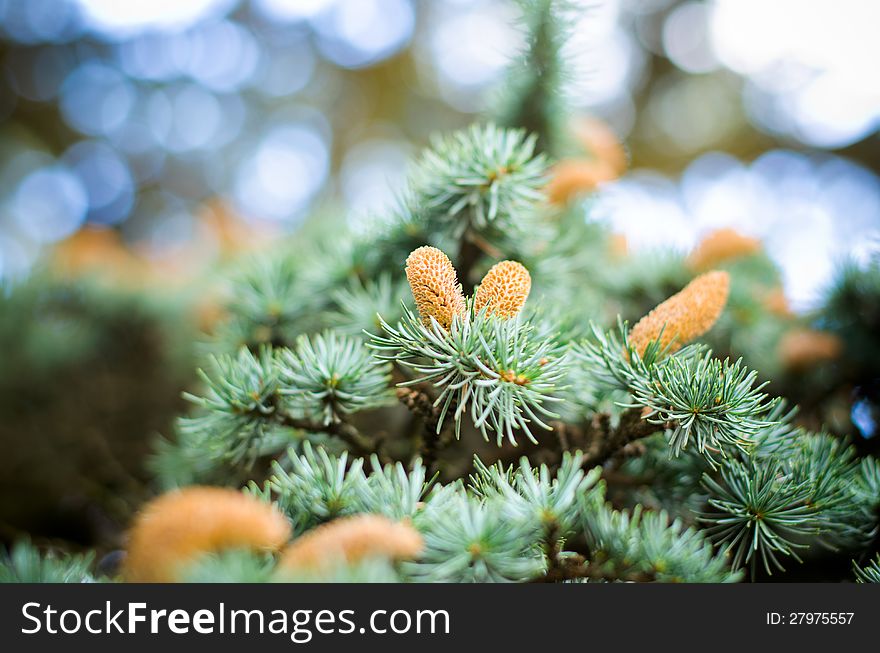 Winter cones on pine trees. Winter cones on pine trees