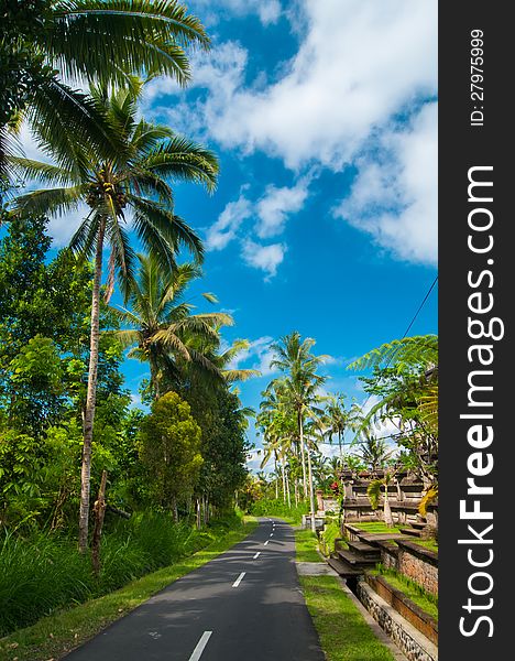 Narrow road bordered with palm trees in Bali, Indonesia. Narrow road bordered with palm trees in Bali, Indonesia