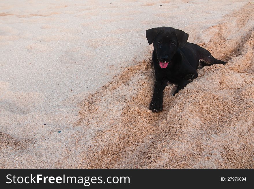 Small black puppy digging holes on a beach. Small black puppy digging holes on a beach
