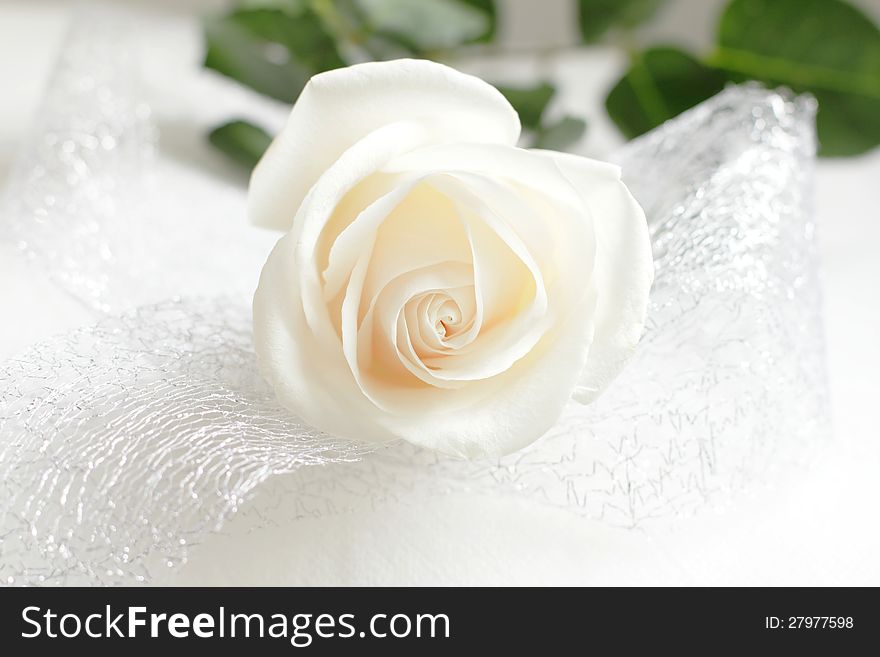 White rose with white background decorated with silver ribbon