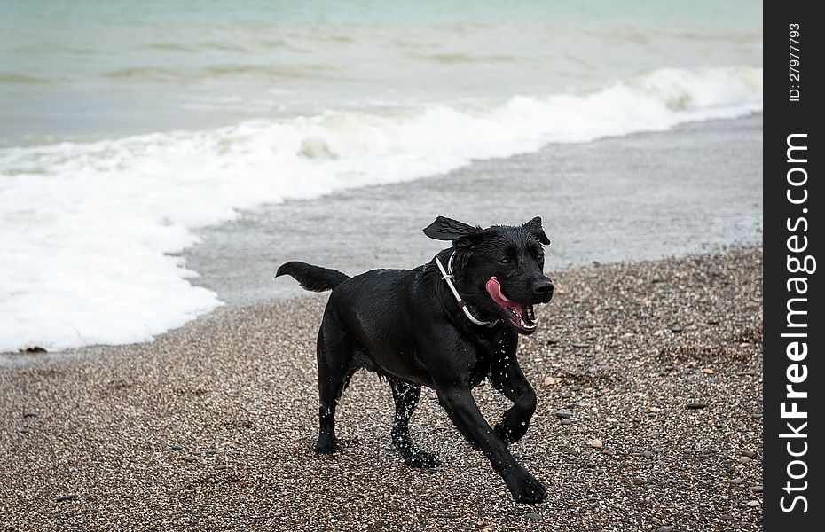 Playing wet dog on the beach in overcast day. Playing wet dog on the beach in overcast day