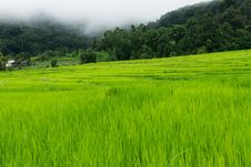 Green Terraced Rice Field Stock Image