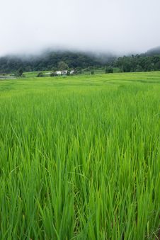 Green Terraced Rice Field In Chiang Mai, Thailand Royalty Free Stock Photos