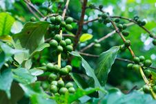 Coffee Tree With Green Coffee Beans On The Branch Royalty Free Stock Photo