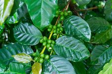 Unripe Green Coffee Beans On Coffee Tree. Royalty Free Stock Image Unripe Green Coffee Beans On Coffee Tree. Royalty Free Stock Image