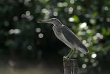 Chinese Pond Heron Royalty Free Stock Photography
