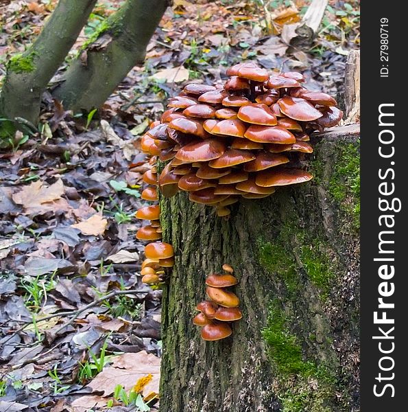 Mushrooms growing on a tree stump. Mushrooms growing on a tree stump