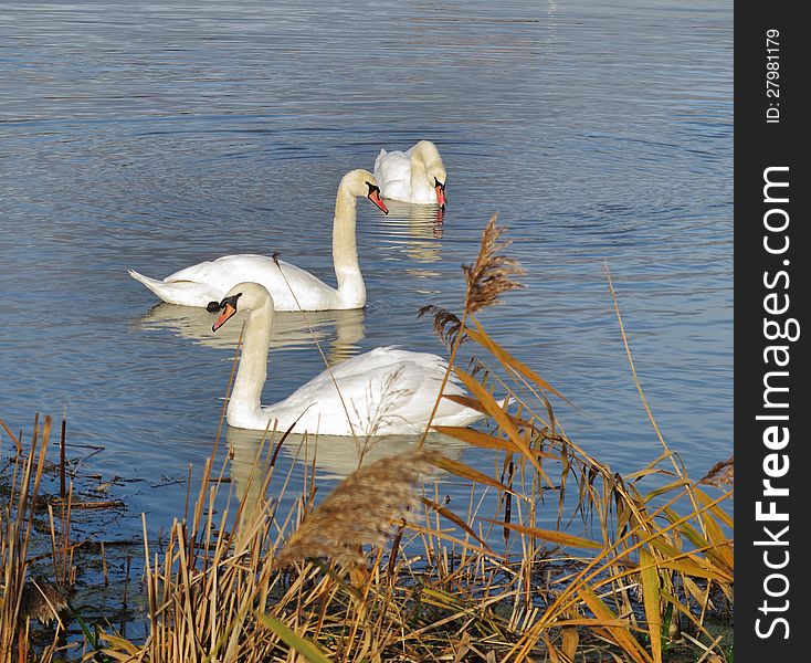 Graceful white swans on a river. Graceful white swans on a river