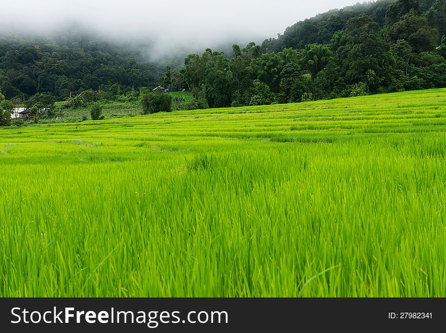Green Terraced Rice Field in Chiang mai, Thailand