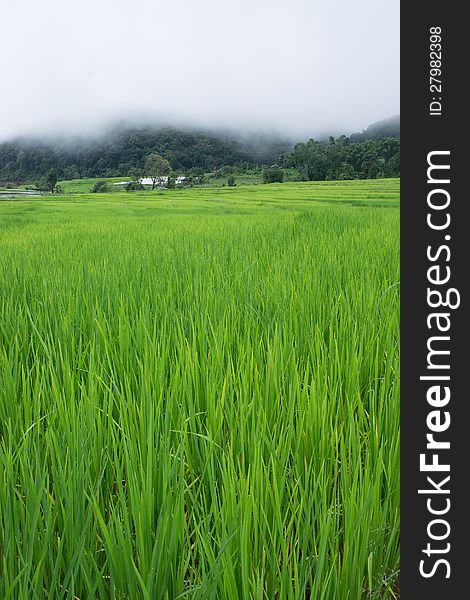 Green Terraced Rice Field in Chiang mai, Thailand. Organic rice farm