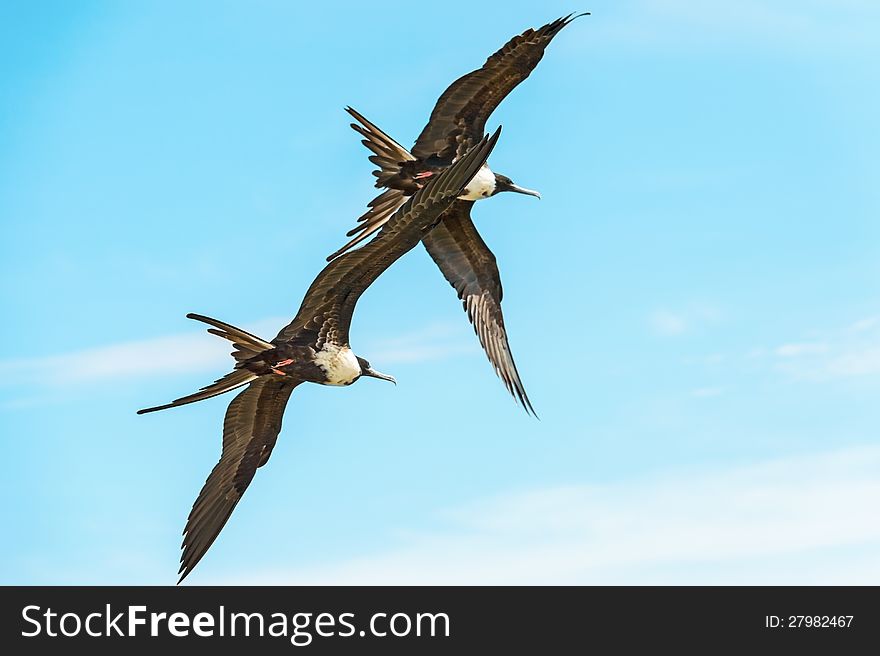 Two birds flying high over blue sky on Pacific Ocean