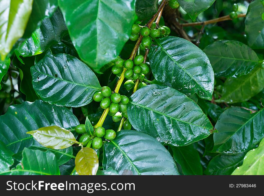 Unripe green coffee beans on coffee tree.